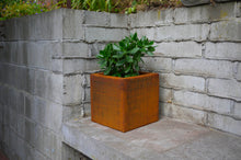 Load image into Gallery viewer, Side view of Corten NZ's 300mm wide square planter with a Crassula ovata plant.