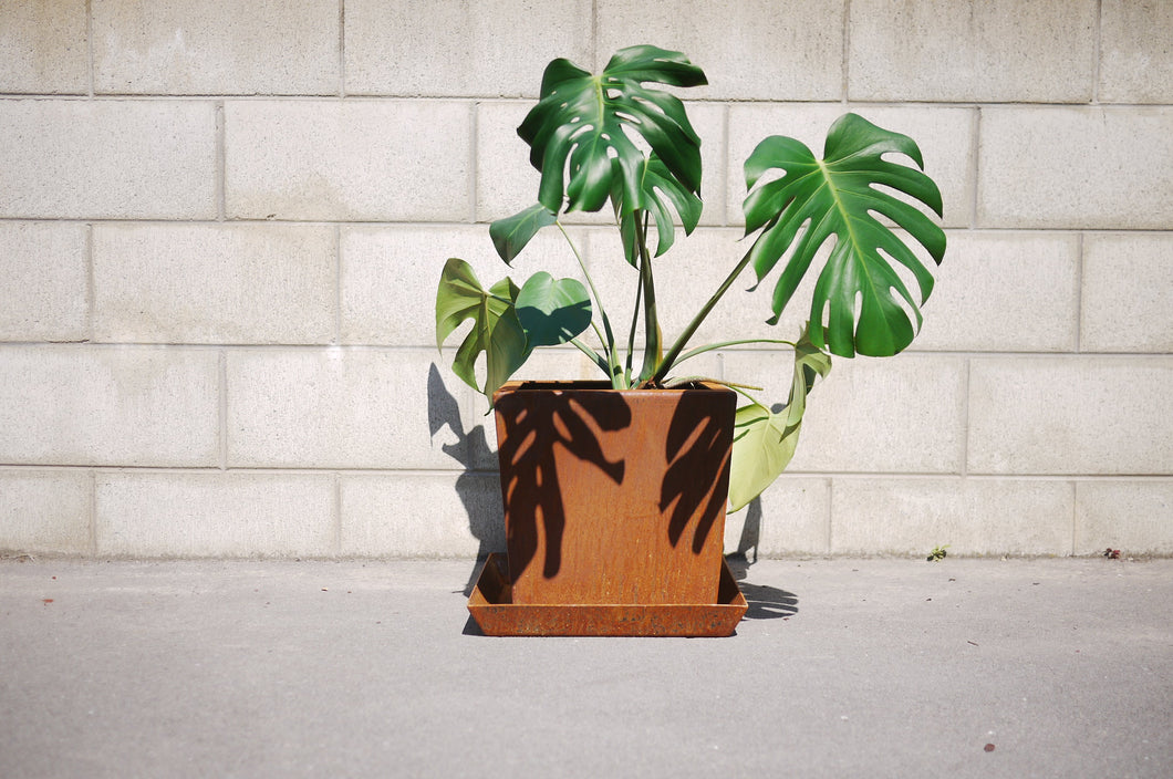 Front view of Corten NZ's 300mm Square Tapered Planter with a Monstera Deliciosa plant.
