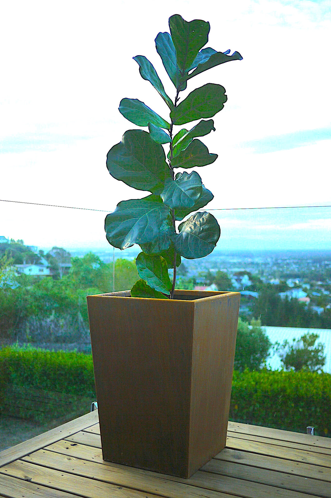 Front-side view of Corten NZ's 500mm wide and 700mm high Tapered Planter with a Fiddle Leaf Fig.